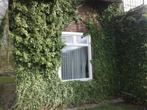 hedera