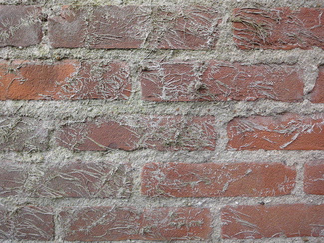 klimop wortels op de muur