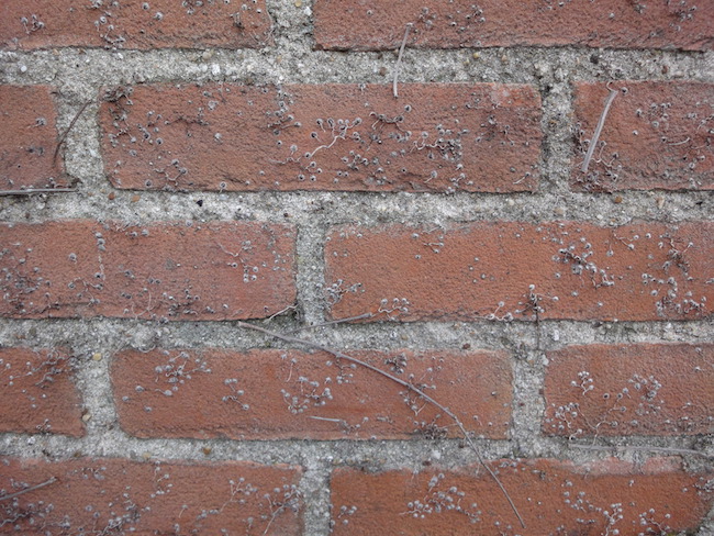 klimplant op muur